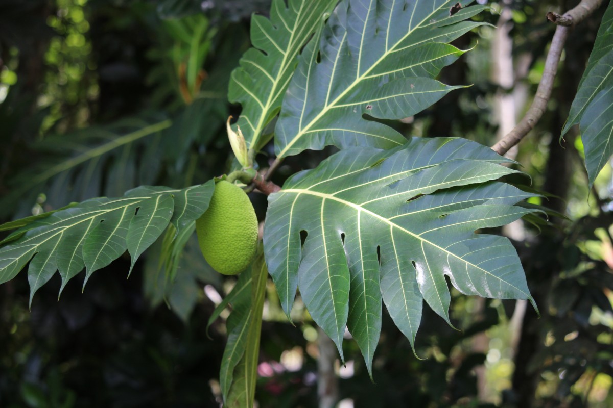 Artocarpus altilis (Parkinson) Fosberg